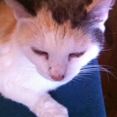 Blanding af racer Freja