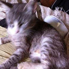 Blanding af racer Tessa