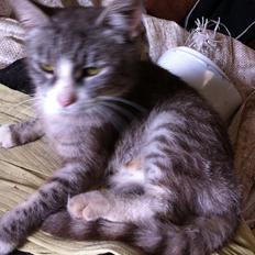 Blanding af racer Tessa