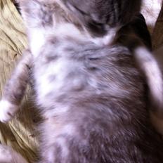 Blanding af racer Tessa