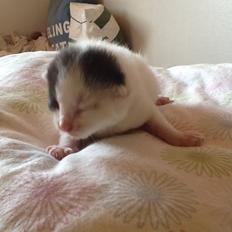 Blanding af racer Zack