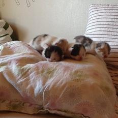 Blanding af racer Zack