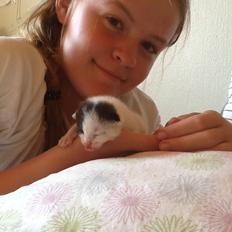 Blanding af racer Zack