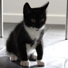 Huskat Neo Di Kenzo.