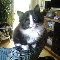 Blanding af racer Mille