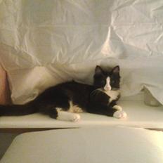 Blanding af racer Mille