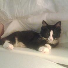 Blanding af racer Mille