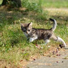 Blanding af racer Tigermis