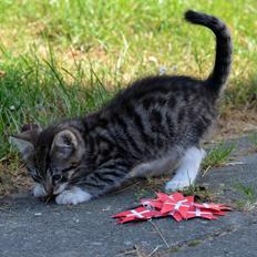 Blanding af racer Tigermis