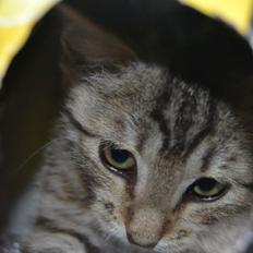 Blanding af racer Lucky