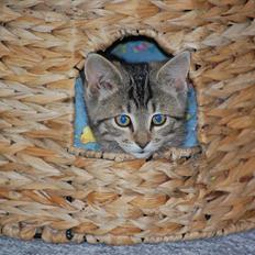 Blanding af racer Lucky