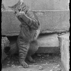 Blanding af racer Lucky