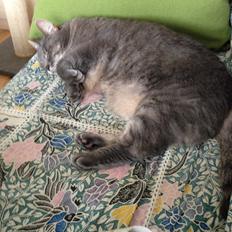 Huskat himmel kat kitte og mille