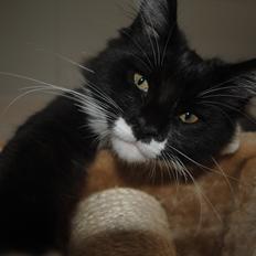 Maine Coon DK's Lillieqvist's Backgammon (Tyson)