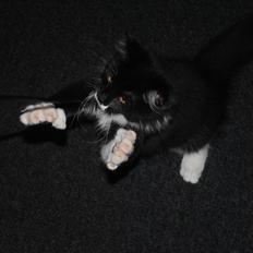 Maine Coon DK's Lillieqvist's Backgammon (Tyson)