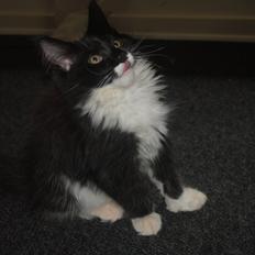 Maine Coon DK's Lillieqvist's Backgammon (Tyson)