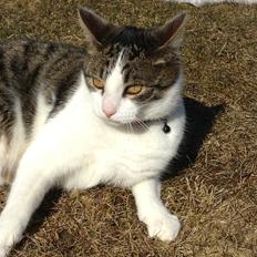 Blanding af racer Mio