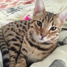Bengal Miss Mali