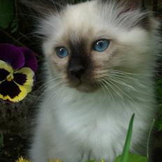 Hellig Birma Fnuggie