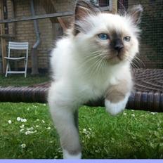 Hellig Birma Fnuggie