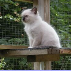 Hellig Birma Fnuggie