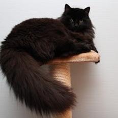 Sibirisk Kat S* Mickeltass Malaco