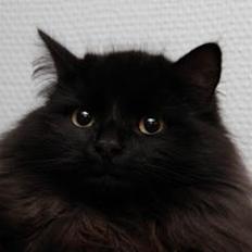 Sibirisk Kat S* Mickeltass Malaco