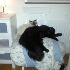 Sibirisk Kat S* Mickeltass Malaco