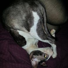 Cornish Rex DK Løveid Go for Baroque "Mew"