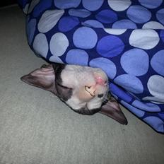 Cornish Rex DK Løveid Go for Baroque "Mew"
