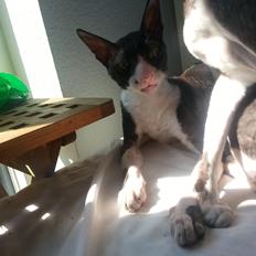 Cornish Rex Selena Light's Zodiak of Loveid
