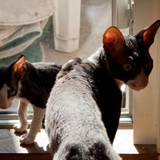 Cornish Rex Selena Light's Zodiak of Loveid