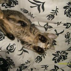 Huskat Prinsse luna( daglig tale fifi)