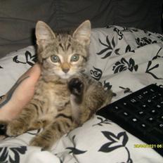 Huskat Prinsse luna( daglig tale fifi)