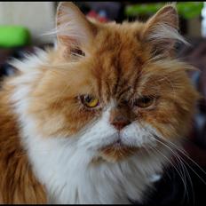 Perser Massen *30.06.2001 -26.05.2014 *