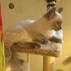 Blanding af racer Gaia (Ragdoll) 