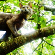 Blanding af racer lille fizzen