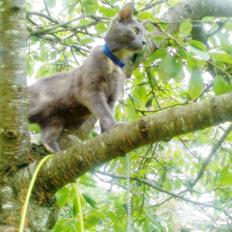 Blanding af racer lille fizzen