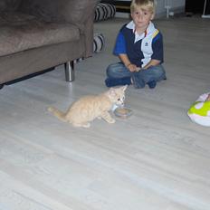 Huskat Lion (Løven)