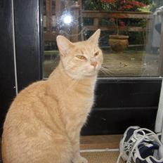 Huskat Lion (Løven)