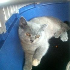British Shorthair Nora