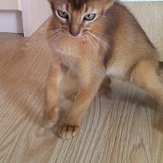 Abyssinier Exige af Khartoum