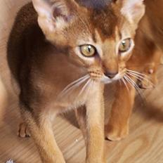 Abyssinier Exige af Khartoum