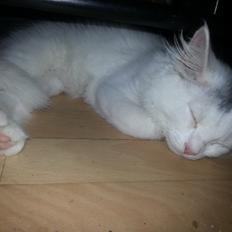 Tyrkisk Angora Gustav