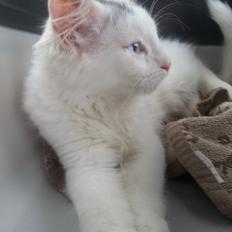 Tyrkisk Angora Gustav