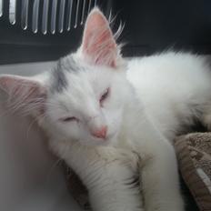 Tyrkisk Angora Gustav