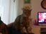 Huskat Tiger mis :)