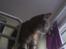 Huskat Tiger mis :)