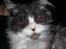 Blanding af racer Fluffy<3 R.I.P - Godmorgen :D<3