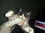 Blanding af racer Fluffy<3 R.I.P - Giv mig et kram<3